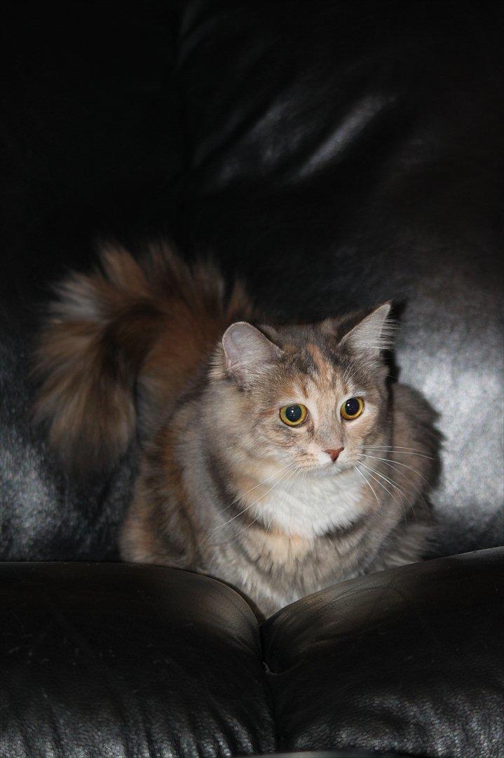 Blanding af racer Flora - Den store hankat nu skal han fååå !! billede 15