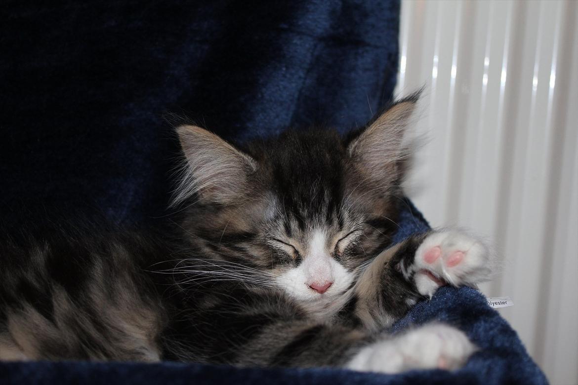 Maine Coon Smokey - Smokey i sin radiator hængekøje :) billede 15