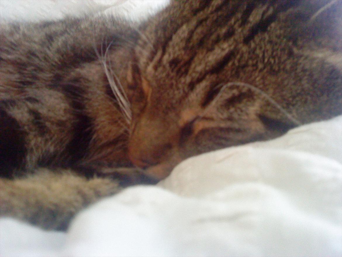 Huskat Feline (R.i.P) - NYT billede 4