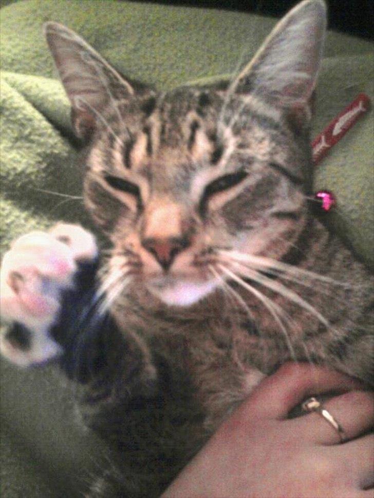 Huskat Bella Von Cracker  billede 11