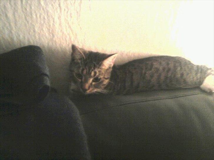 Huskat Bella Von Cracker  billede 12