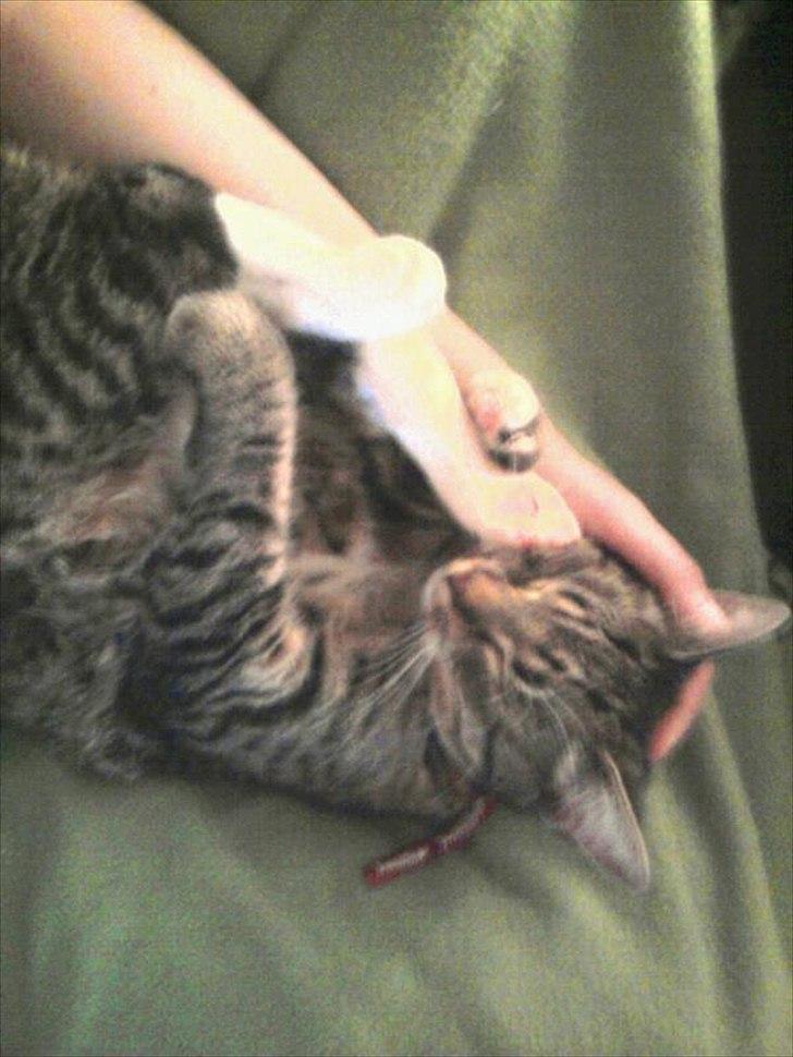 Huskat Bella Von Cracker  billede 13