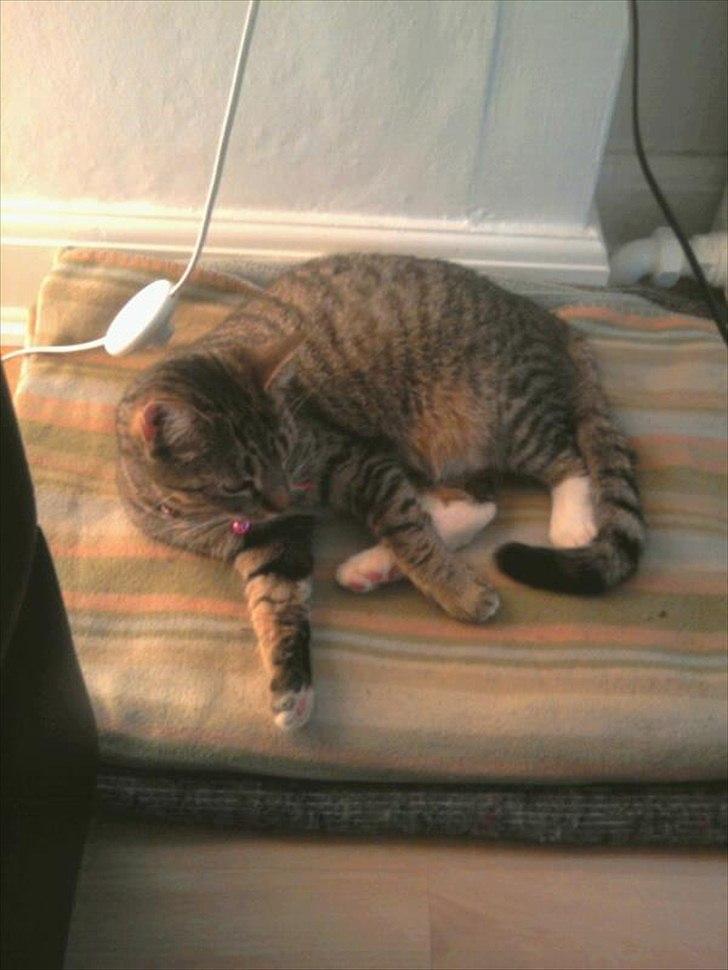 Huskat Bella Von Cracker  billede 14