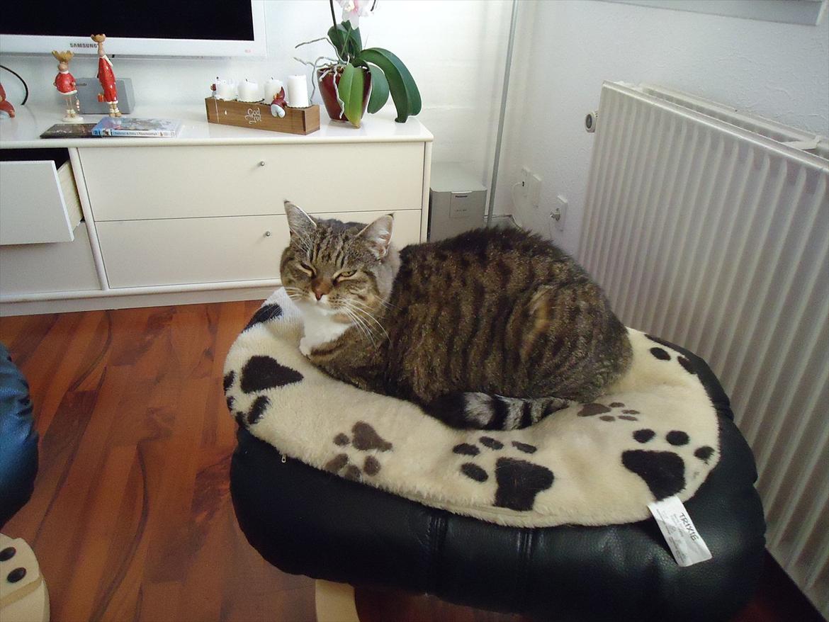 Huskat Guffi (døde den 24.6.11) billede 5