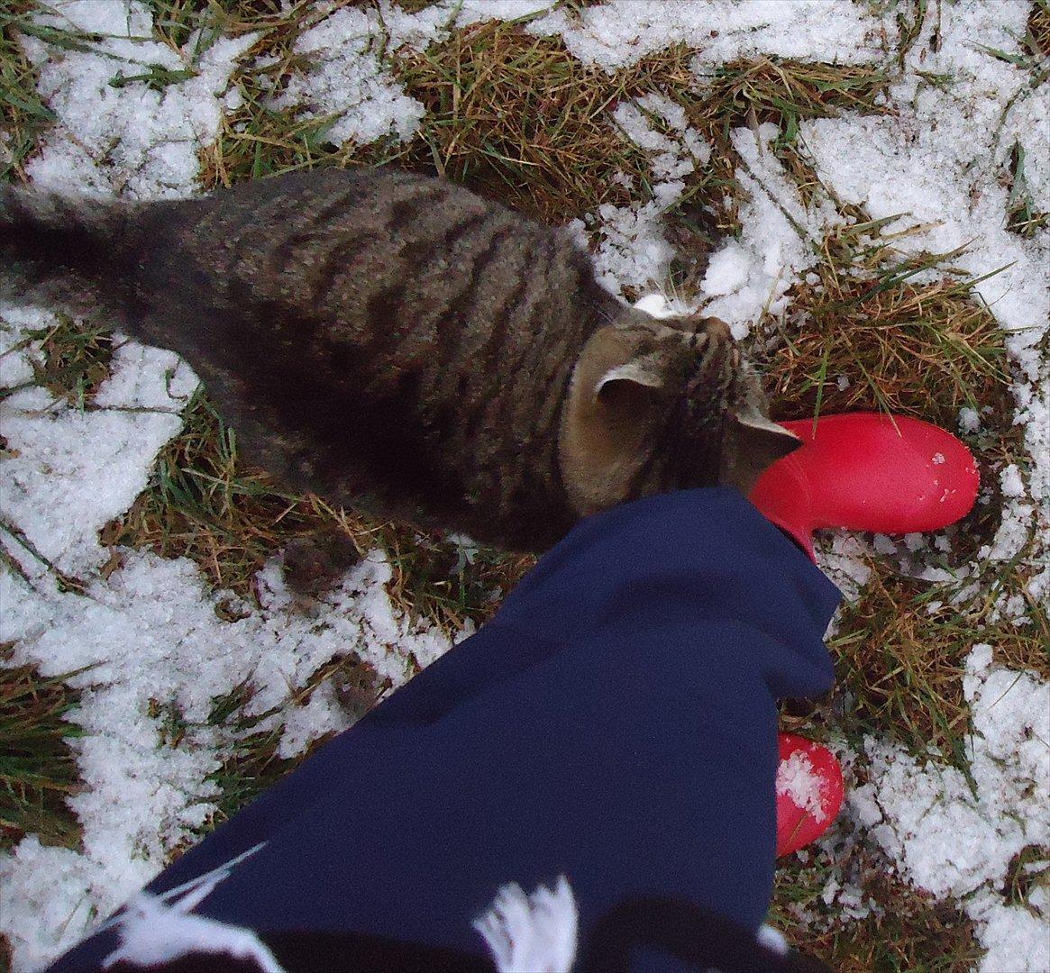 Huskat Guffi (døde den 24.6.11) billede 9