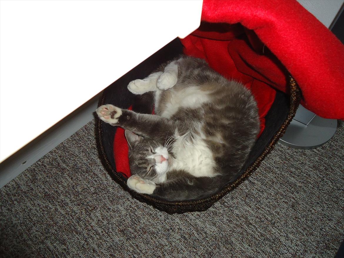 Huskat Signe - signe sover i sin kurv  billede 8