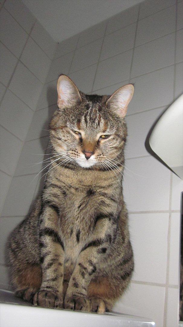 Blanding af racer Müsli - Velkommen til Müsli´s profil.<3 billede 1