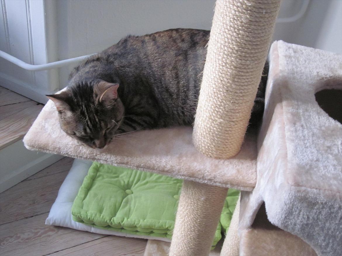 Blanding af racer Müsli - Sover lige lidt. billede 2