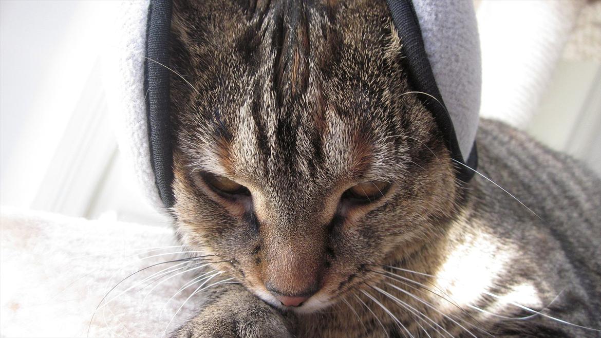 Blanding af racer Müsli - Müsli med ørevarmere.  billede 3