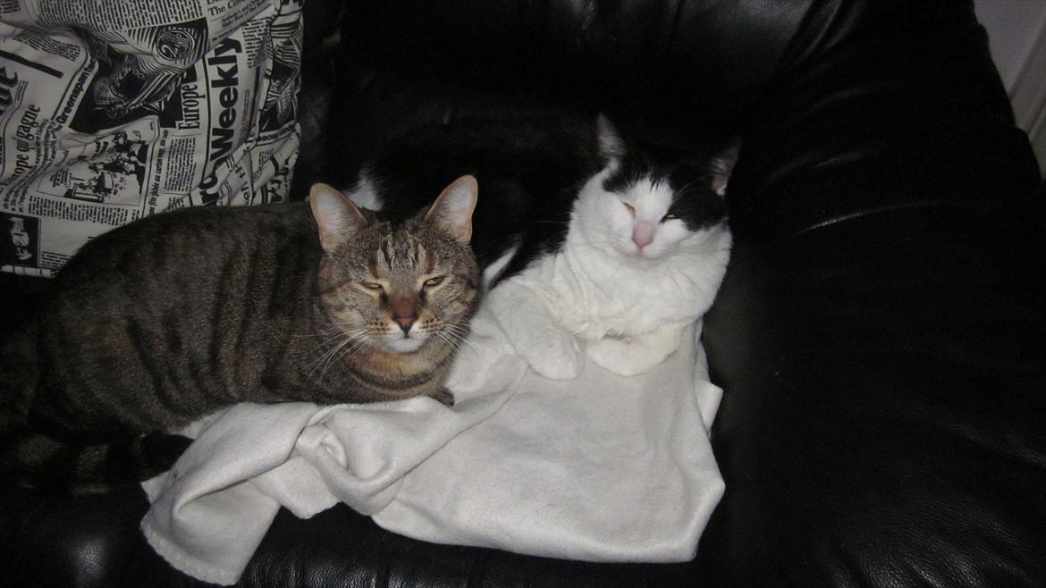 Blanding af racer Müsli - Midde og Müsli. billede 4