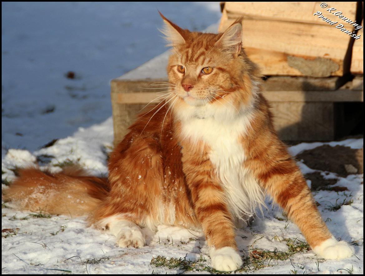 Maine Coon DK Proud Danish Preciouse One billede 3