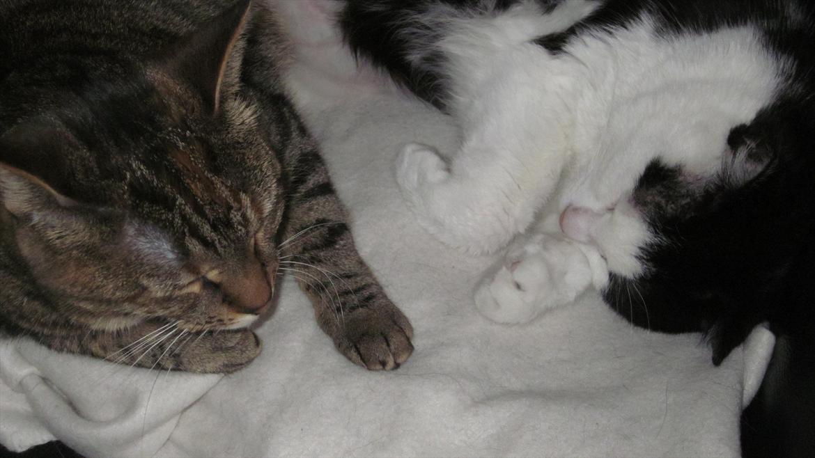 Blanding af racer Müsli - Sove. billede 5