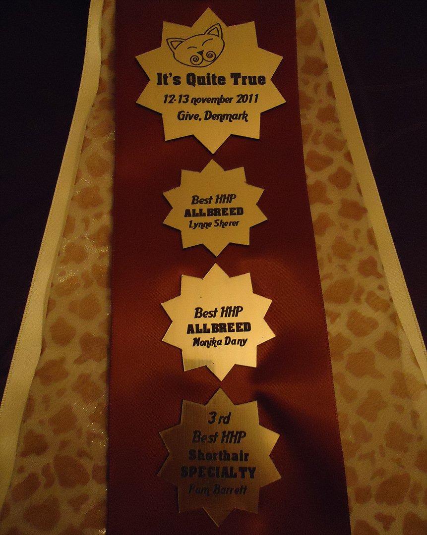 Huskat Chino (døde i november 2012) - Chinos præmier fra TICA i november 2011 billede 20