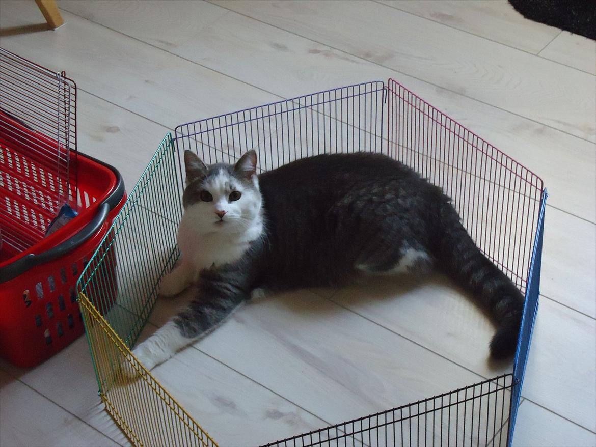 Huskat Chino (døde i november 2012) - Chino i hamster løbegård billede 9