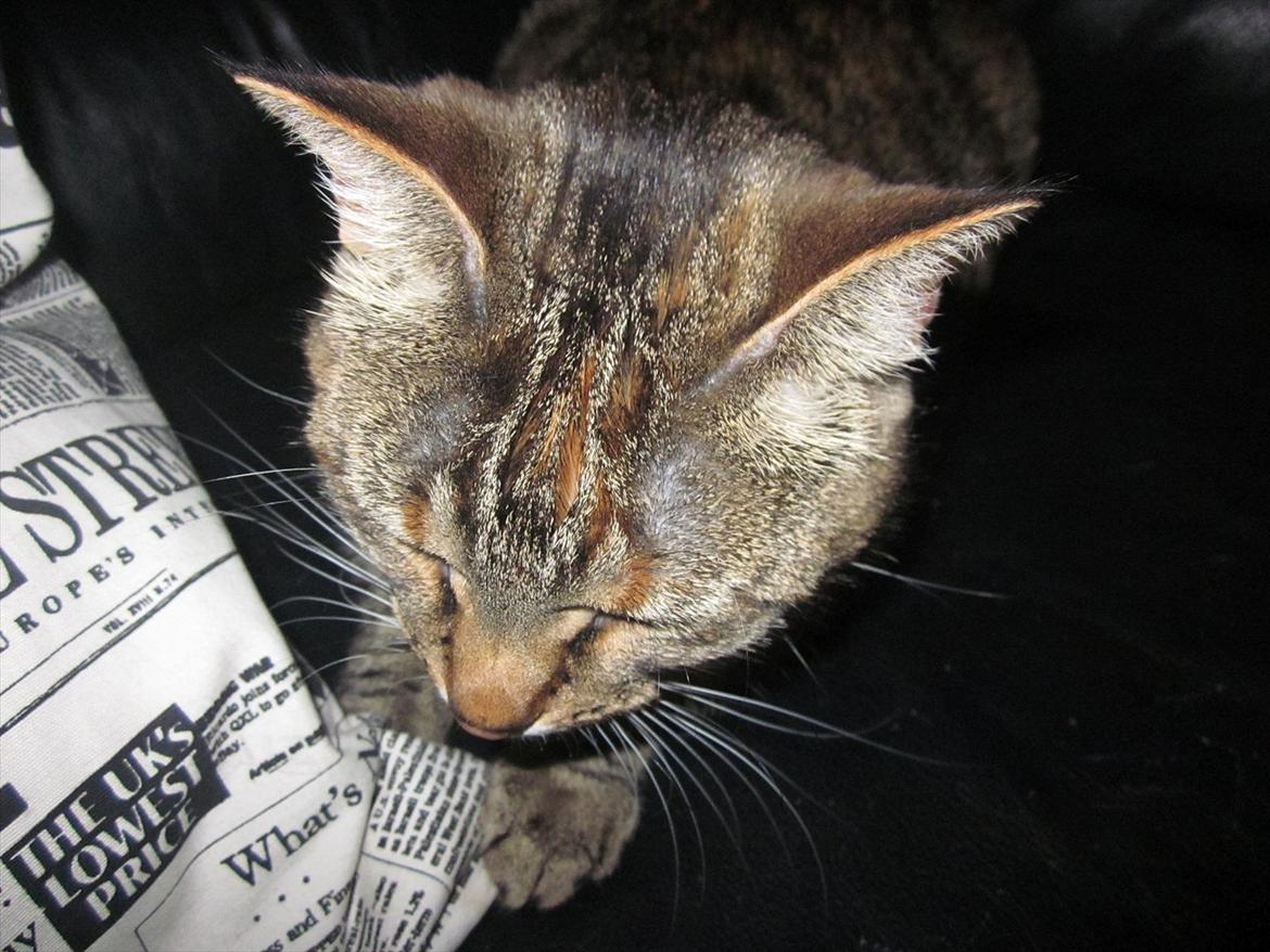 Blanding af racer Müsli - Müsli.<3 billede 6