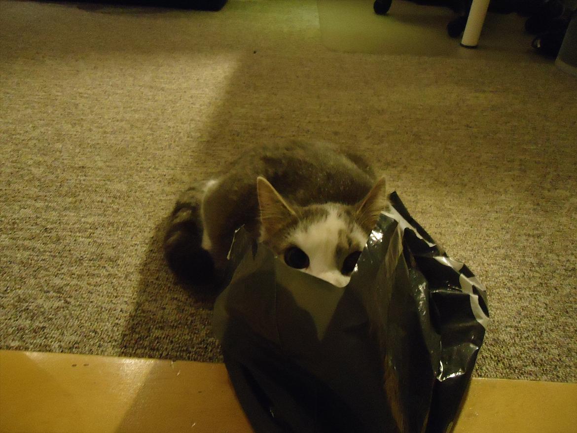 Huskat Chino (døde i november 2012) - Chino leger med pose billede 15