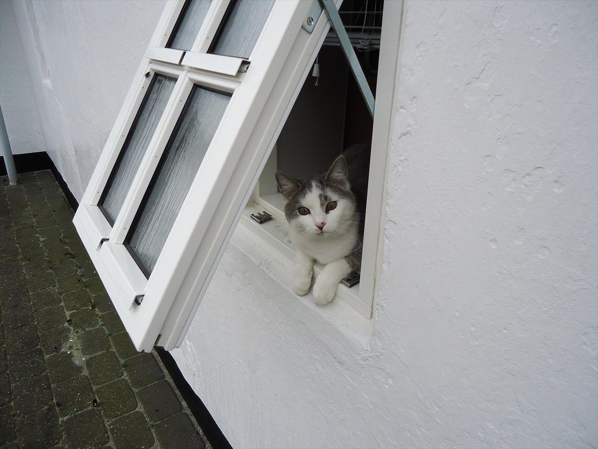 Huskat Chino (døde i november 2012) - Både inde og ude hvis men er doven billede 8