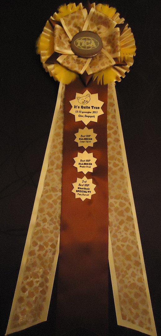 Huskat Chino (døde i november 2012) - Chinos præmier fra TICA i november 2011 billede 19