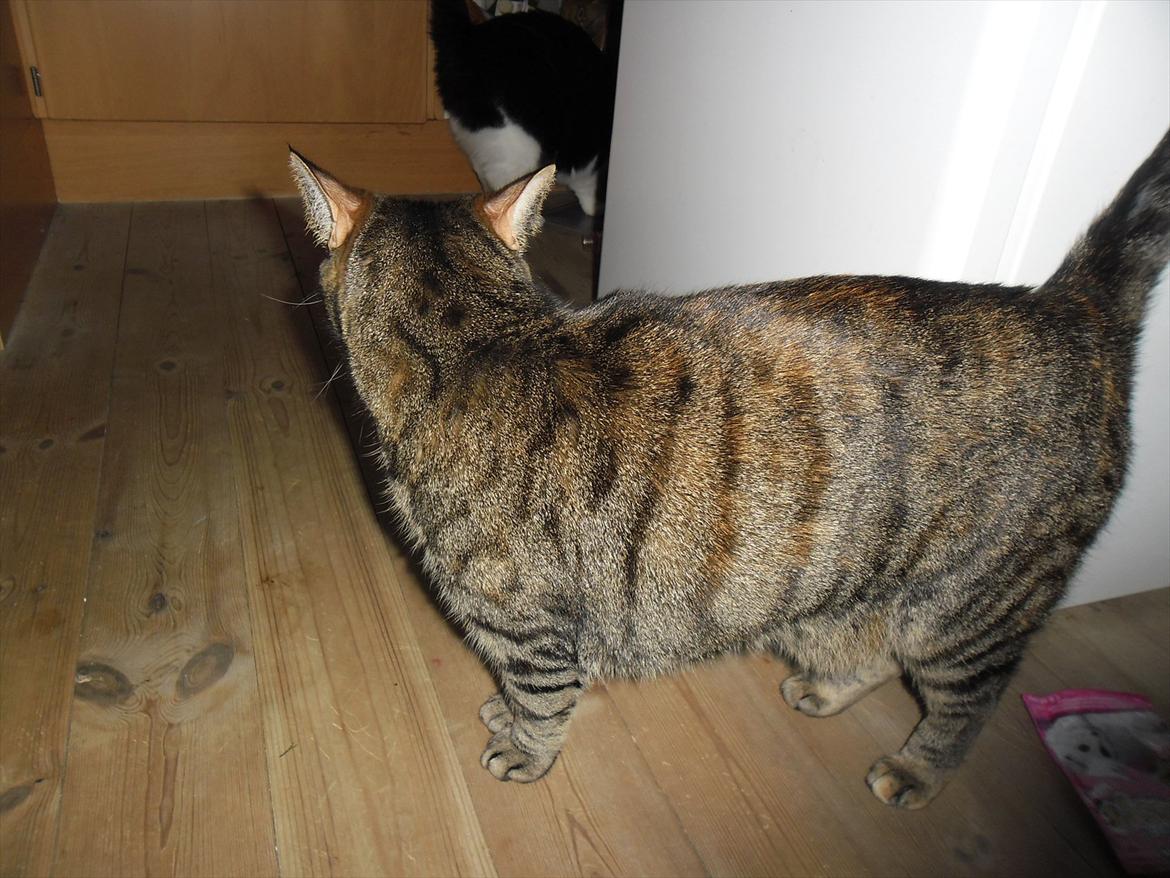 Blanding af racer Müsli - Müsli der kigger på Midde, som finder mad i skabet.<3 billede 7