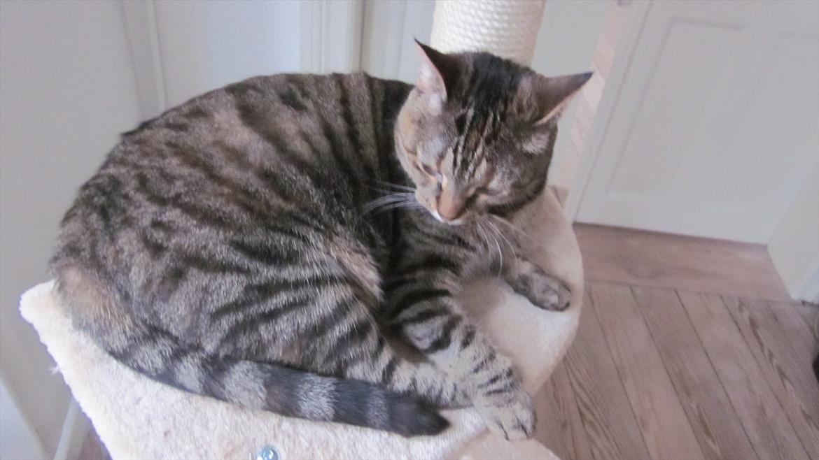 Blanding af racer Müsli - Sover lidt på krassetræet.  billede 8