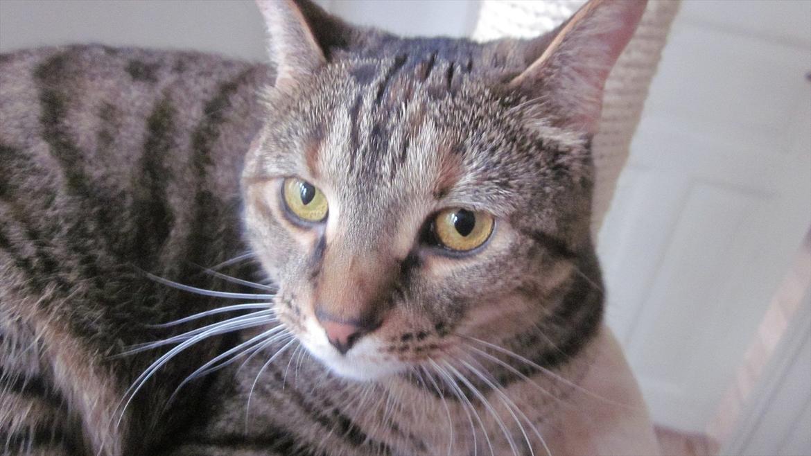 Blanding af racer Müsli - Håber i kunne lide profilen.<3
Müsli. billede 9