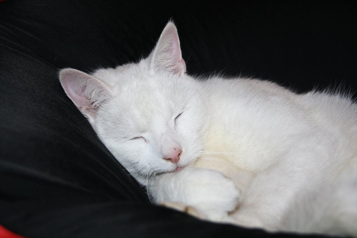 Huskat Sne R.I.P. billede 18