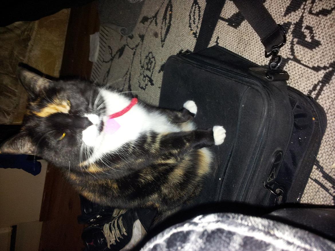 Huskat Misse - Du kommer ikke ned i den her taske!! billede 1