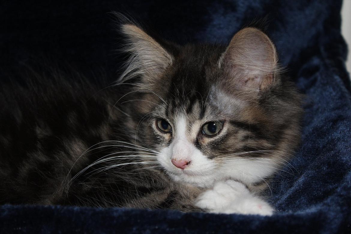 Maine Coon Smokey - Hyggemis :) billede 16