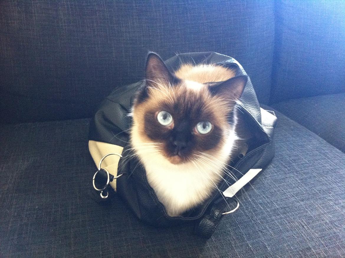 Ragdoll Biddi billede 1