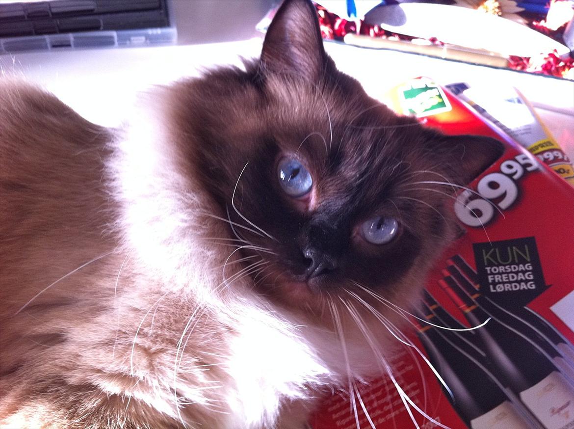 Ragdoll Biddi billede 2