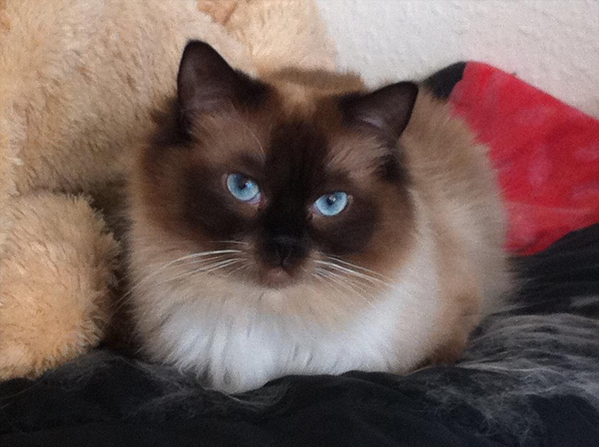 Ragdoll Biddi billede 3