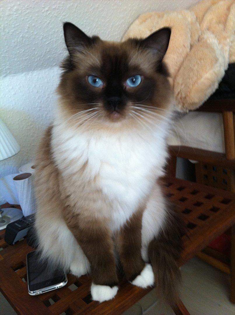 Ragdoll Biddi billede 4