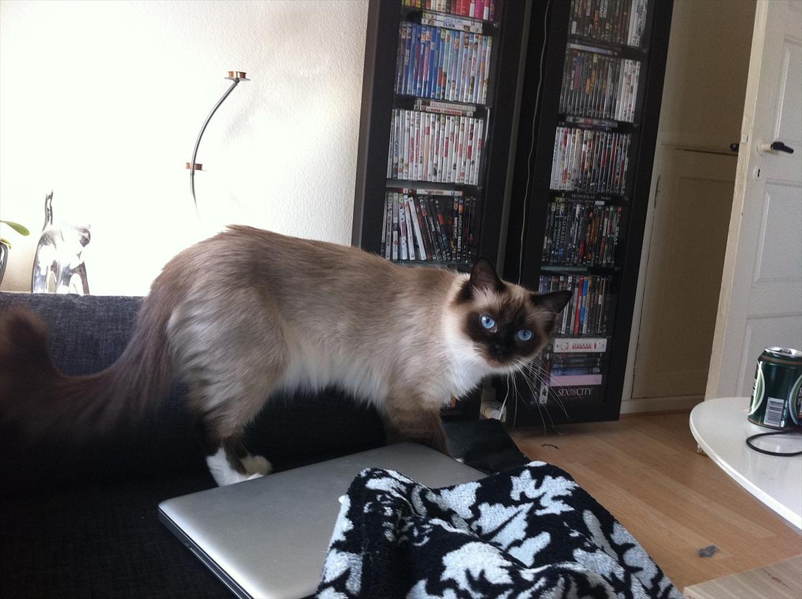 Ragdoll Biddi billede 5