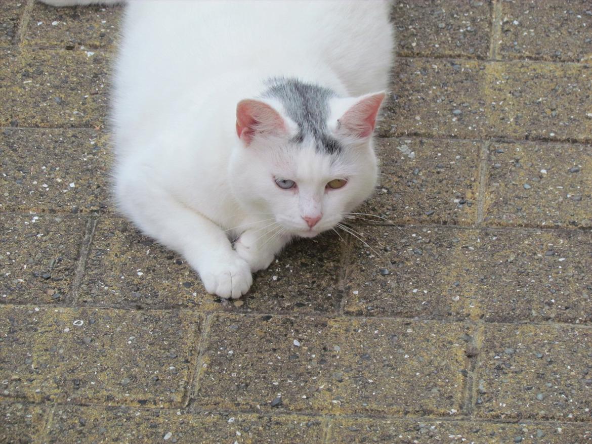 Blanding af racer Bowie billede 14