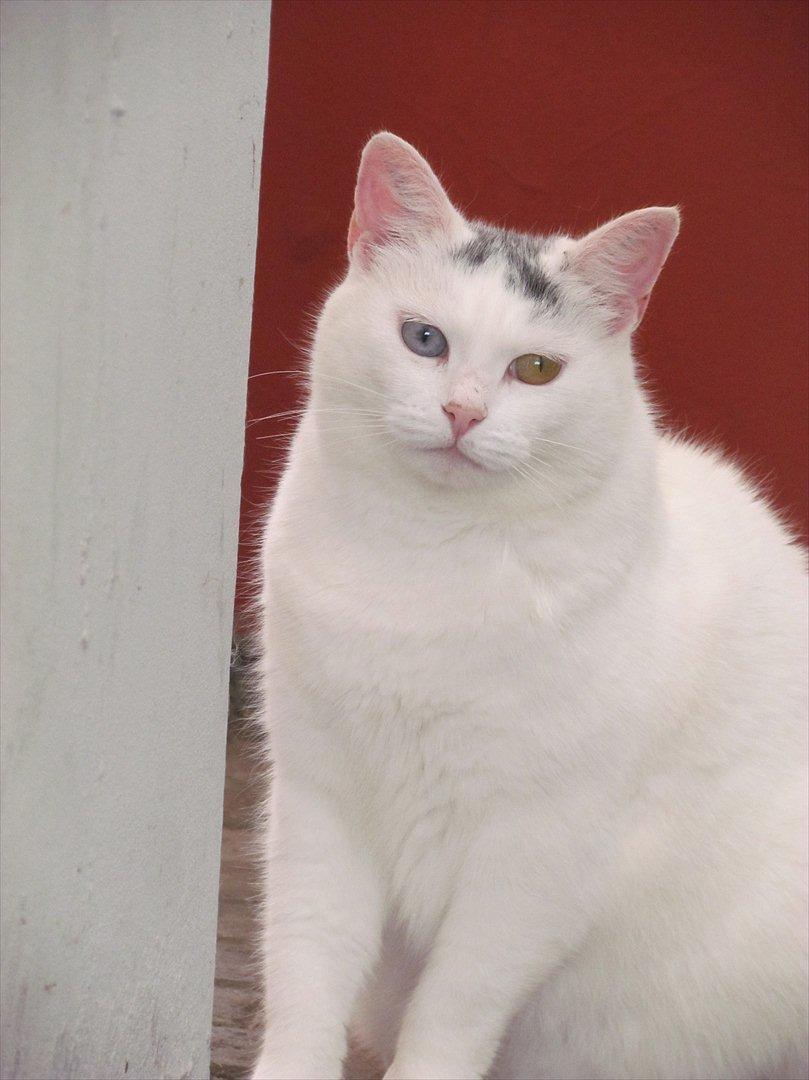 Blanding af racer Bowie billede 15