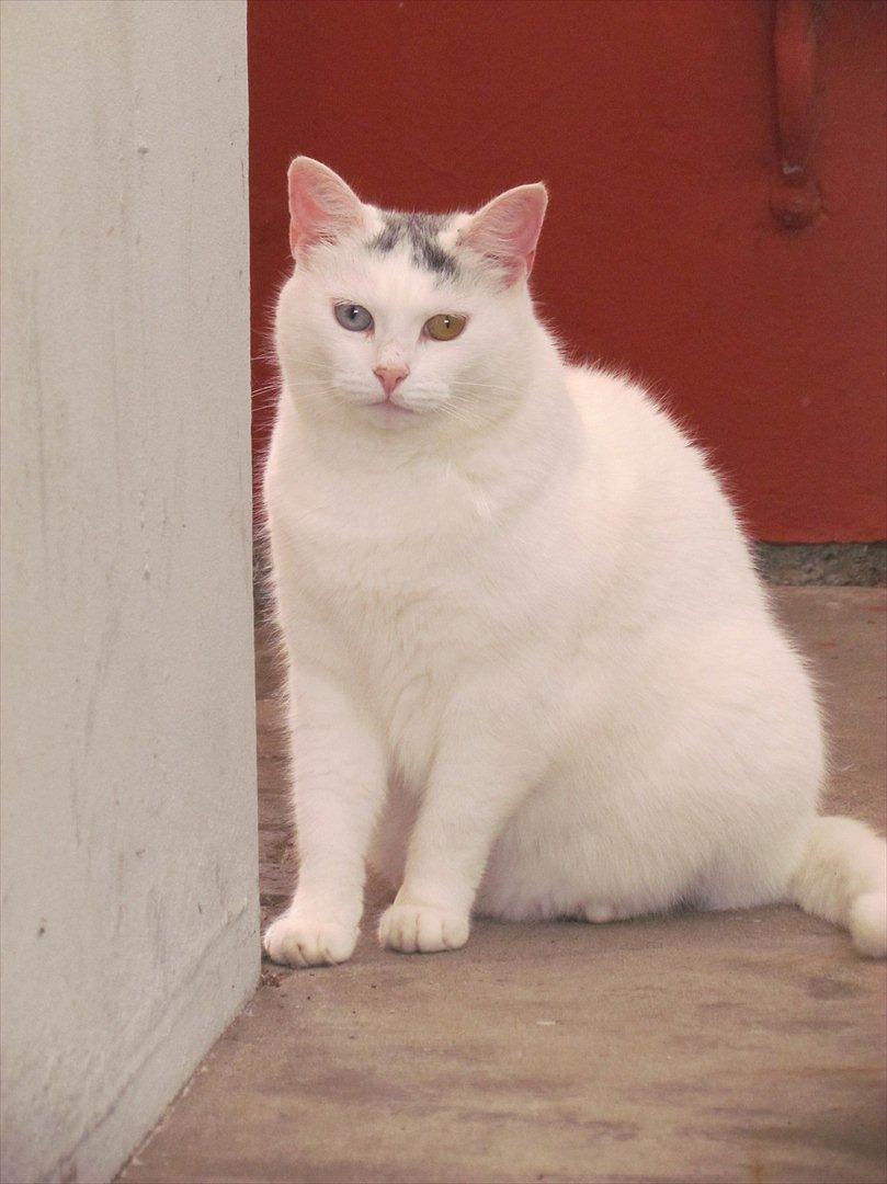 Blanding af racer Bowie billede 16