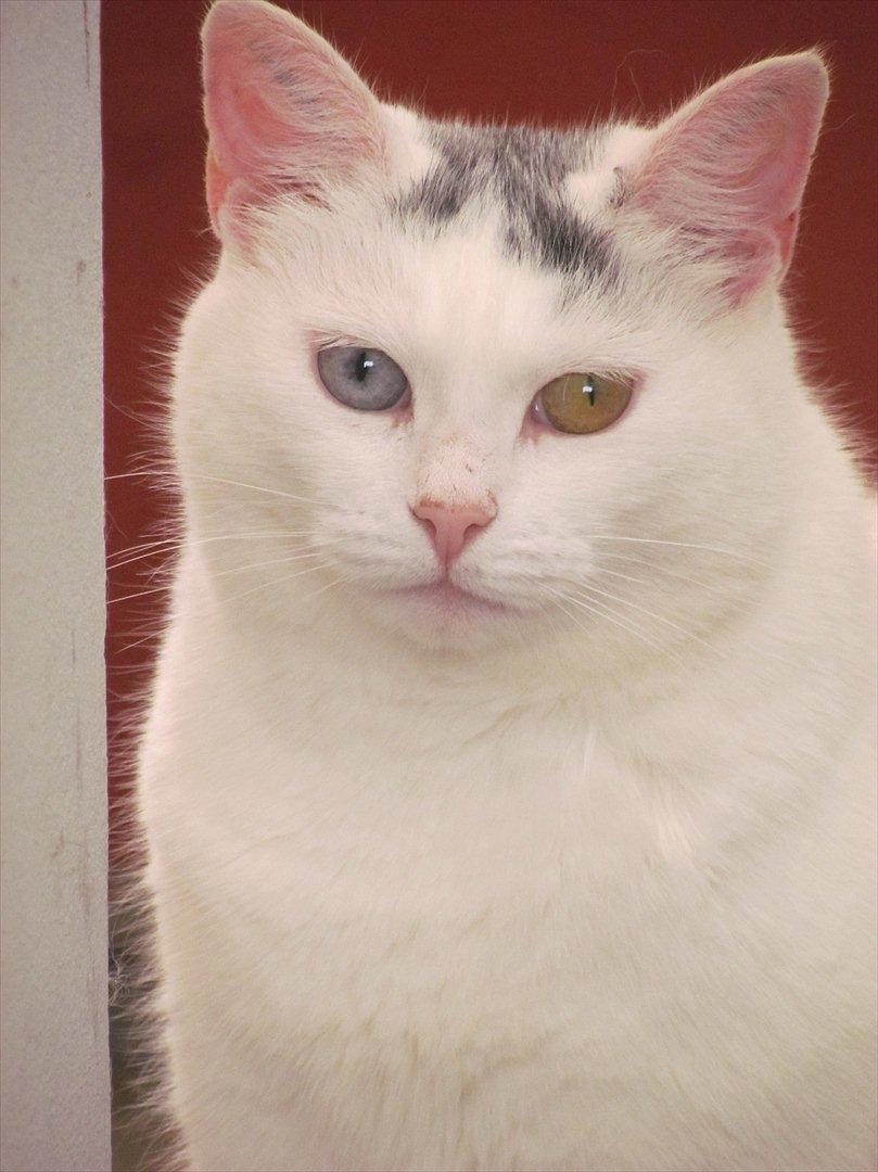 Blanding af racer Bowie billede 17