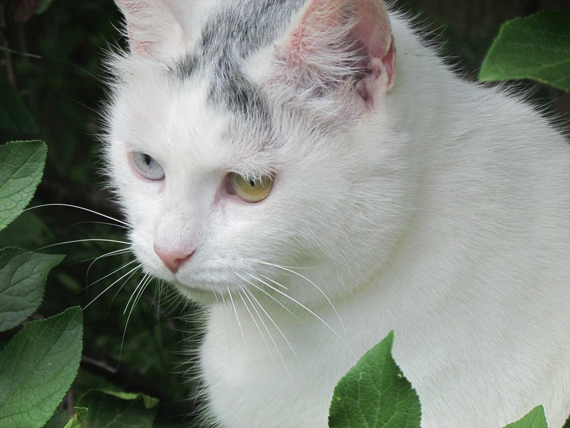 Blanding af racer Bowie billede 18