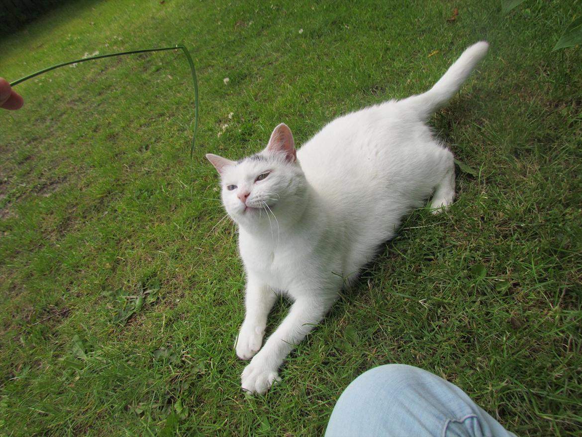 Blanding af racer Bowie billede 19