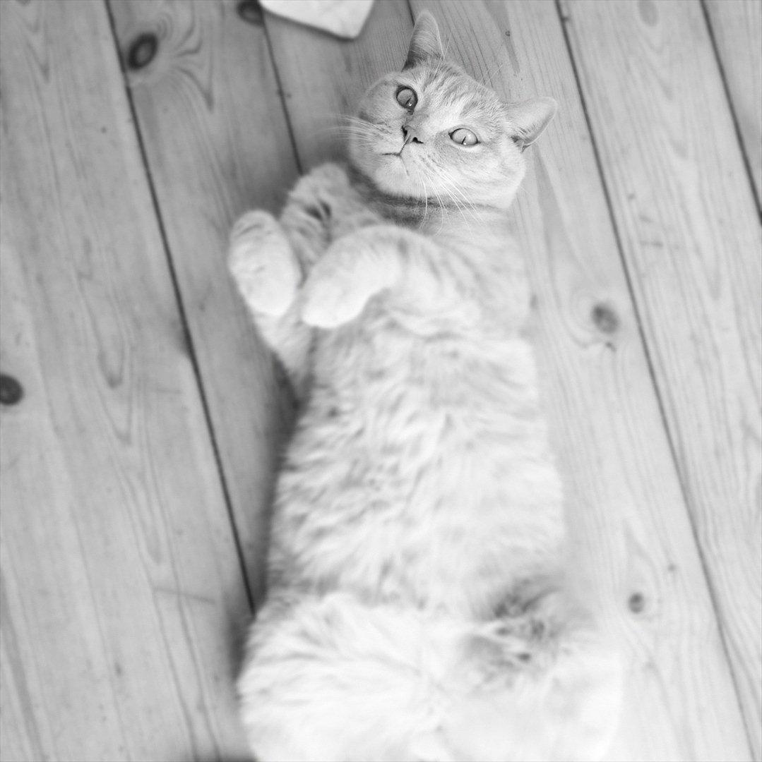 British Shorthair Leeza's Cream Chico (Tico) billede 2