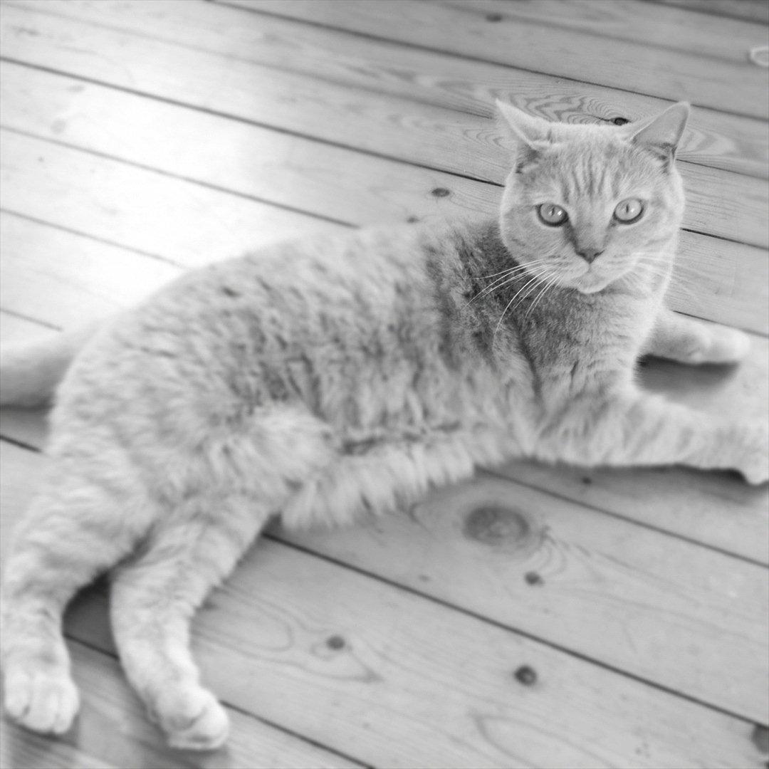 British Shorthair Leeza's Cream Chico (Tico) billede 4