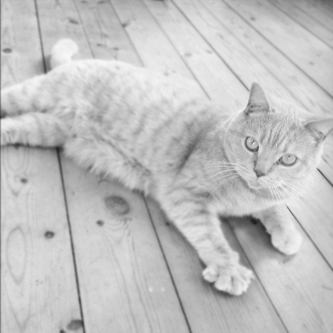 British Shorthair Leeza's Cream Chico (Tico) billede 5