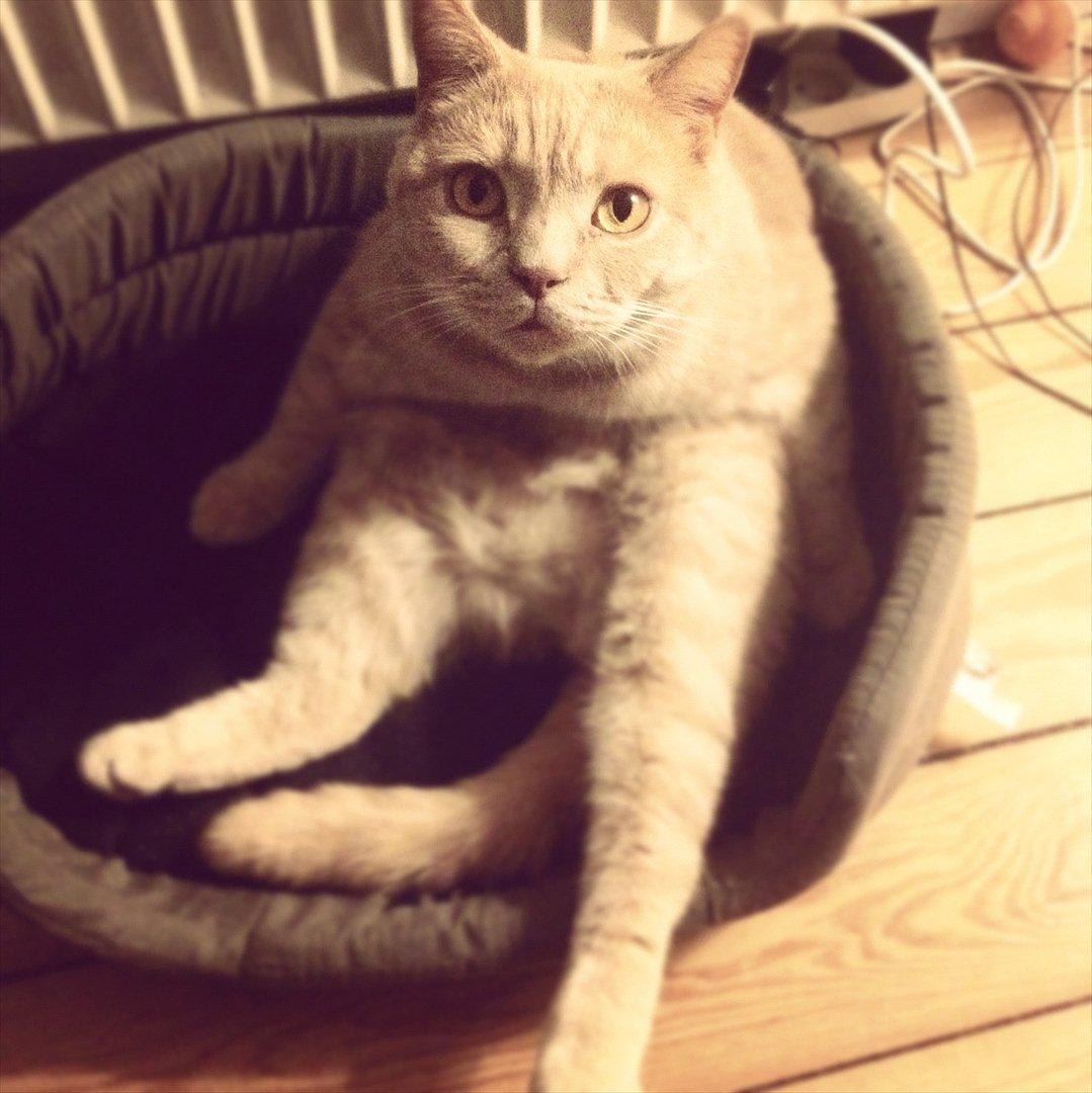 British Shorthair Leeza's Cream Chico (Tico) billede 11