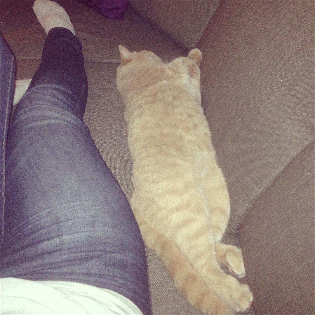 British Shorthair Leeza's Cream Chico (Tico) - så stor er jeg!
 billede 14
