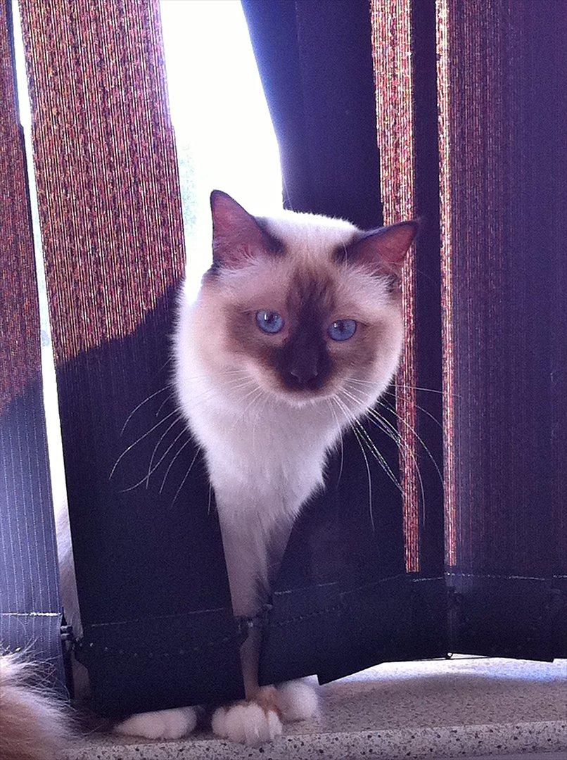 Hellig Birma Eigil billede 1