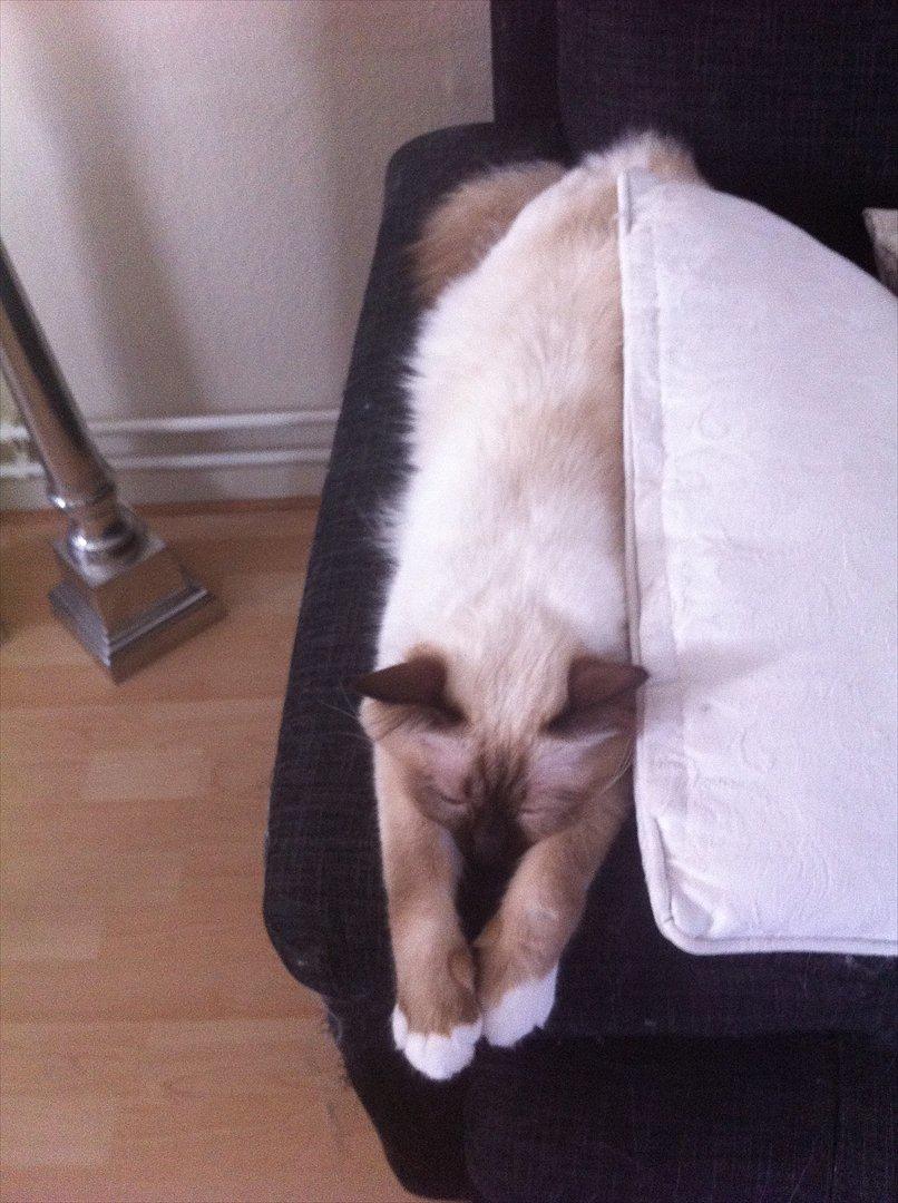 Hellig Birma Eigil billede 2