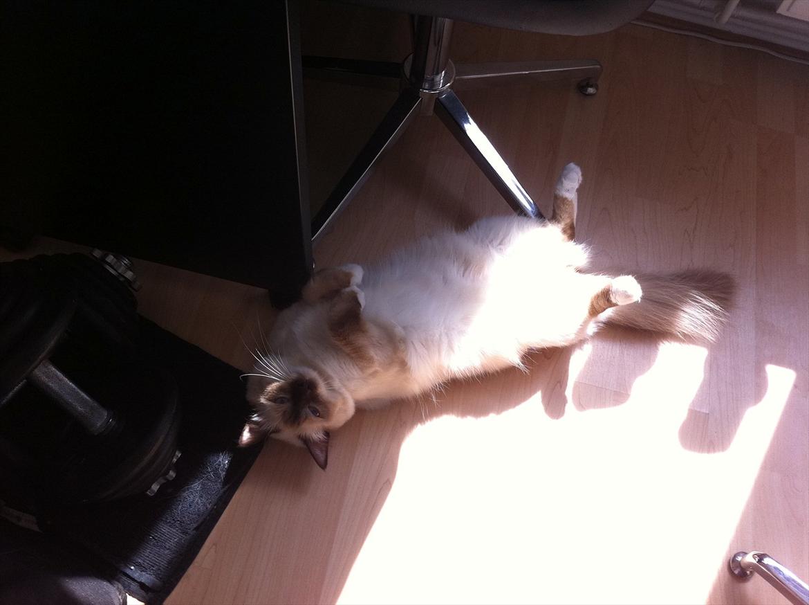 Hellig Birma Eigil billede 3