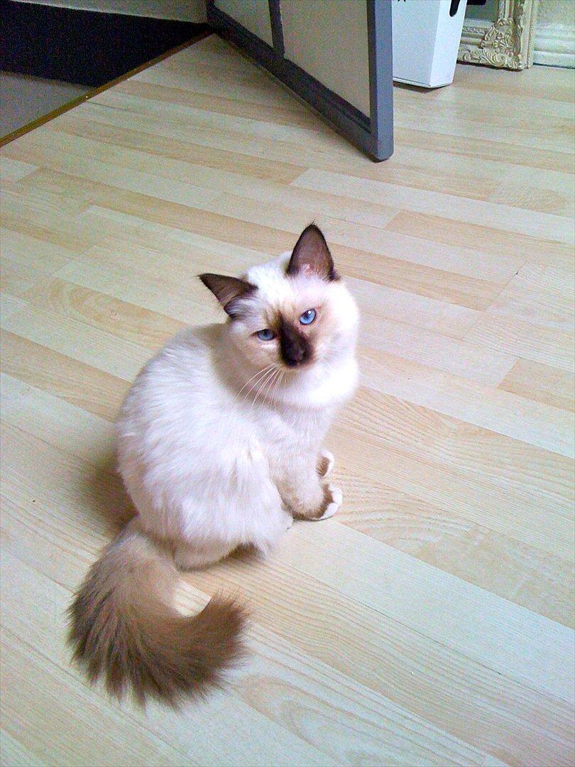 Hellig Birma Eigil billede 4