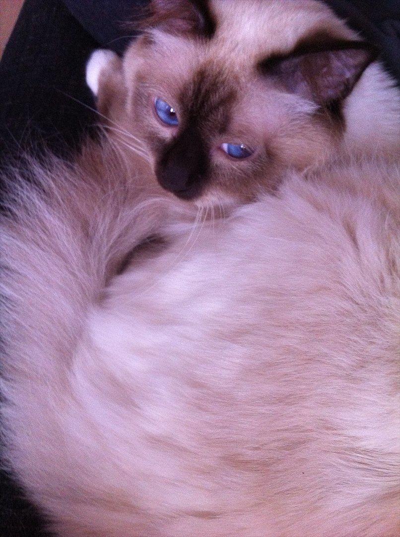 Hellig Birma Eigil billede 5