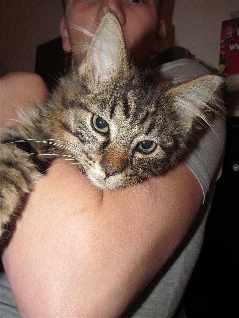 Maine Coon Aslan Avalon billede 11